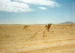 Camels in the Hisma desert; worth up to £1,000 each, they roam free, branded to indicate their owners